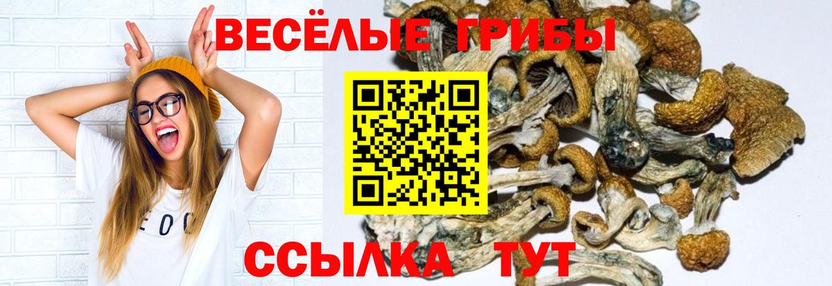 Псилоцибиновые грибы Psilocybe  Галлюциногенные грибы прущие грибы  Вход с VPN  Бердск 